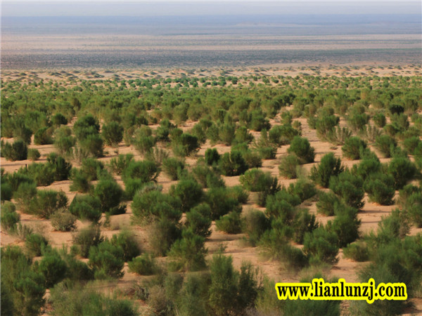 植樹節(jié)|心植希望，靜候春暖花開